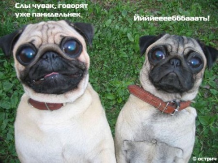Увеличить картинку